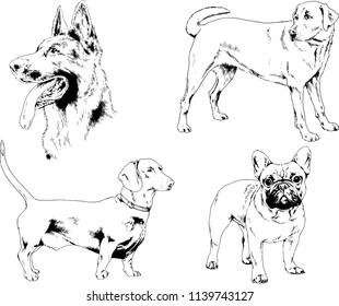 vector drawings sketches pedigree dogs in the racks drawn in ink by hand , objects with no background