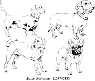 vector drawings sketches pedigree dogs in the racks drawn in ink by hand , objects with no background