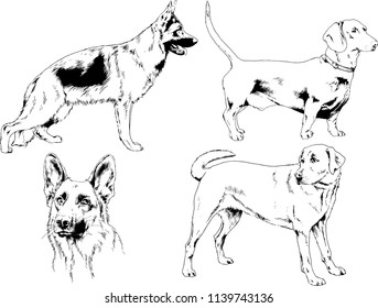 vector drawings sketches pedigree dogs in the racks drawn in ink by hand , objects with no background