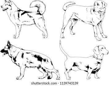 vector drawings sketches pedigree dogs in the racks drawn in ink by hand , objects with no background