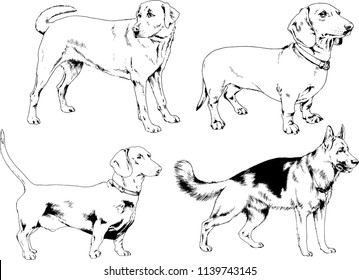 vector drawings sketches pedigree dogs in the racks drawn in ink by hand , objects with no background