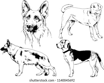 vector drawings sketches pedigree dogs in the racks drawn in ink by hand , objects with no background