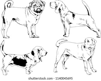 vector drawings sketches pedigree dogs in the racks drawn in ink by hand , objects with no background