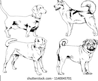 vector drawings sketches pedigree dogs in the racks drawn in ink by hand , objects with no background