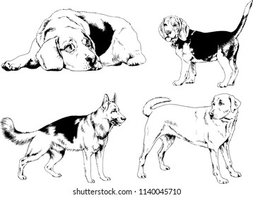vector drawings sketches pedigree dogs in the racks drawn in ink by hand , objects with no background