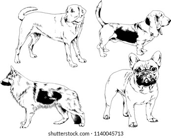 vector drawings sketches pedigree dogs in the racks drawn in ink by hand , objects with no background