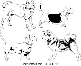 vector drawings sketches pedigree dogs in the racks drawn in ink by hand , objects with no background