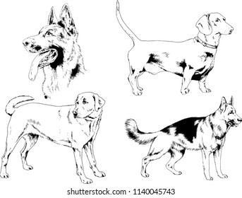 vector drawings sketches pedigree dogs in the racks drawn in ink by hand , objects with no background