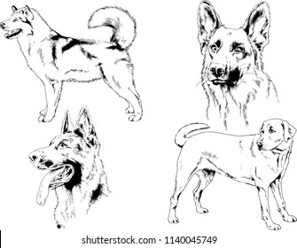 vector drawings sketches pedigree dogs in the racks drawn in ink by hand , objects with no background
