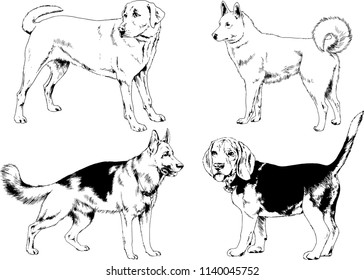 vector drawings sketches pedigree dogs in the racks drawn in ink by hand , objects with no background