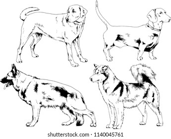 vector drawings sketches pedigree dogs in the racks drawn in ink by hand , objects with no background