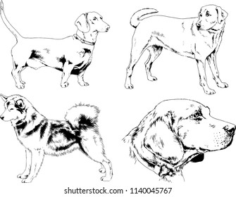 vector drawings sketches pedigree dogs in the racks drawn in ink by hand , objects with no background