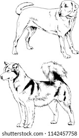 vector drawings sketches pedigree dogs in the racks drawn in ink by hand , objects with no background