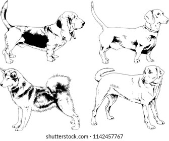 vector drawings sketches pedigree dogs in the racks drawn in ink by hand , objects with no background