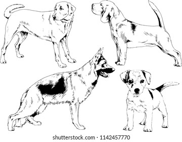 vector drawings sketches pedigree dogs in the racks drawn in ink by hand , objects with no background
