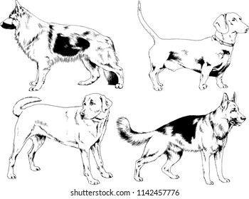 vector drawings sketches pedigree dogs in the racks drawn in ink by hand , objects with no background