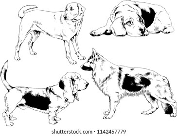 vector drawings sketches pedigree dogs in the racks drawn in ink by hand , objects with no background