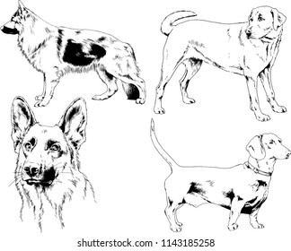 vector drawings sketches pedigree dogs in the racks drawn in ink by hand , objects with no background