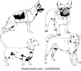 vector drawings sketches pedigree dogs in the racks drawn in ink by hand , objects with no background