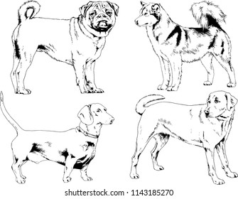 vector drawings sketches pedigree dogs in the racks drawn in ink by hand , objects with no background