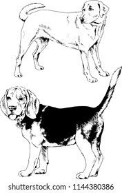 vector drawings sketches pedigree dogs in the racks drawn in ink by hand , objects with no background