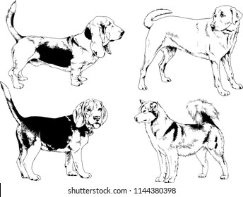 vector drawings sketches pedigree dogs in the racks drawn in ink by hand , objects with no background