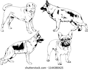 vector drawings sketches pedigree dogs in the racks drawn in ink by hand , objects with no background