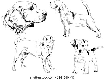 vector drawings sketches pedigree dogs in the racks drawn in ink by hand , objects with no background