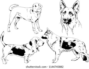 vector drawings sketches pedigree dogs in the racks drawn in ink by hand , objects with no background