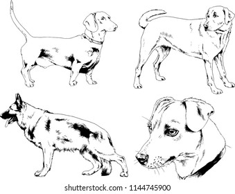 vector drawings sketches pedigree dogs in the racks drawn in ink by hand , objects with no background