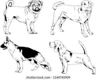 vector drawings sketches pedigree dogs in the racks drawn in ink by hand , objects with no background