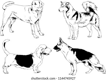 vector drawings sketches pedigree dogs in the racks drawn in ink by hand , objects with no background