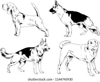 vector drawings sketches pedigree dogs in the racks drawn in ink by hand , objects with no background