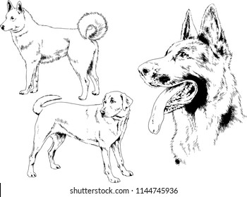 vector drawings sketches pedigree dogs in the racks drawn in ink by hand , objects with no background