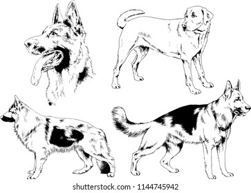 vector drawings sketches pedigree dogs in the racks drawn in ink by hand , objects with no background