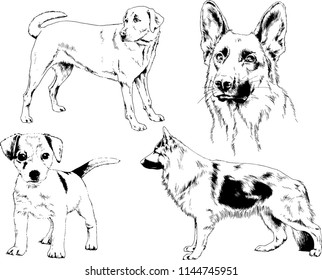 vector drawings sketches pedigree dogs in the racks drawn in ink by hand , objects with no background