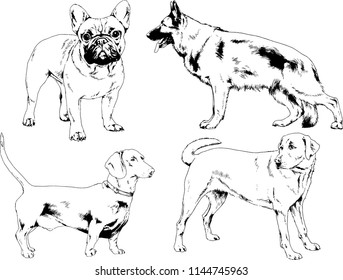 vector drawings sketches pedigree dogs in the racks drawn in ink by hand , objects with no background