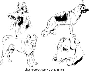vector drawings sketches pedigree dogs in the racks drawn in ink by hand , objects with no background