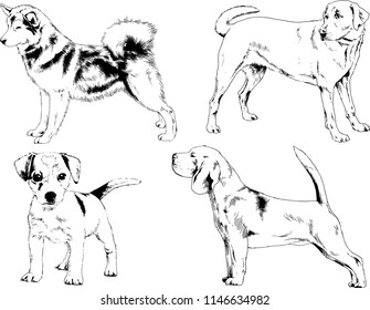 vector drawings sketches pedigree dogs in the racks drawn in ink by hand , objects with no background
