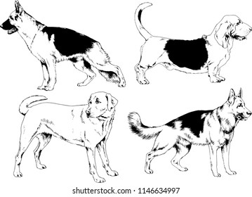 vector drawings sketches pedigree dogs in the racks drawn in ink by hand , objects with no background