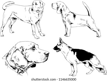 vector drawings sketches pedigree dogs in the racks drawn in ink by hand , objects with no background