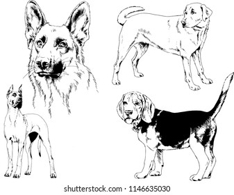 vector drawings sketches pedigree dogs in the racks drawn in ink by hand , objects with no background