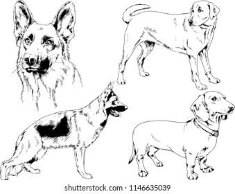 vector drawings sketches pedigree dogs in the racks drawn in ink by hand , objects with no background