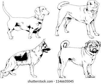 vector drawings sketches pedigree dogs in the racks drawn in ink by hand , objects with no background