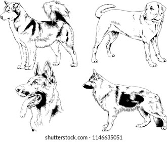 vector drawings sketches pedigree dogs in the racks drawn in ink by hand , objects with no background