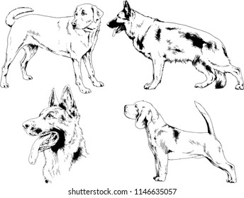 vector drawings sketches pedigree dogs in the racks drawn in ink by hand , objects with no background