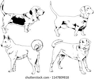 vector drawings sketches pedigree dogs in the racks drawn in ink by hand , objects with no background