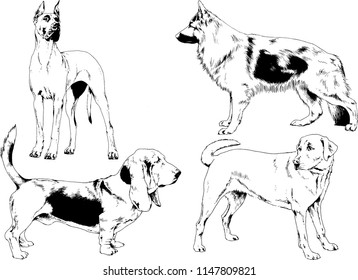 vector drawings sketches pedigree dogs in the racks drawn in ink by hand , objects with no background