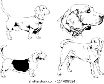 vector drawings sketches pedigree dogs in the racks drawn in ink by hand , objects with no background