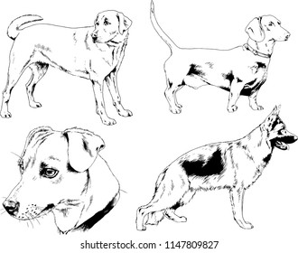 vector drawings sketches pedigree dogs in the racks drawn in ink by hand , objects with no background